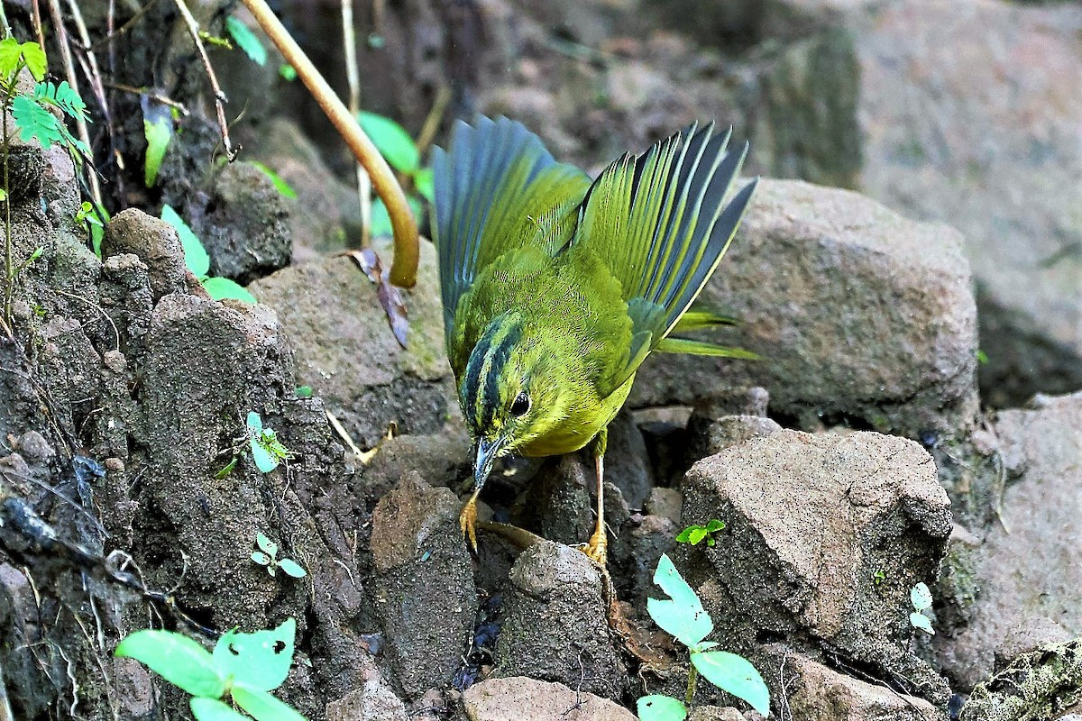 Two-banded Warbler - ML144137441