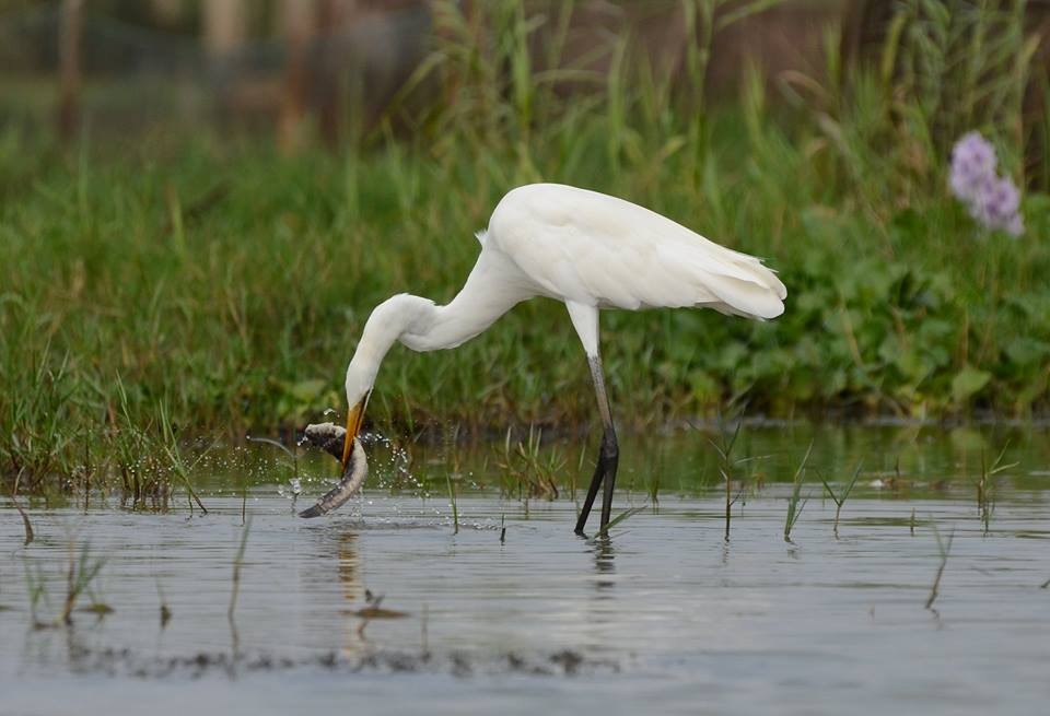 Great Egret - ML144139141