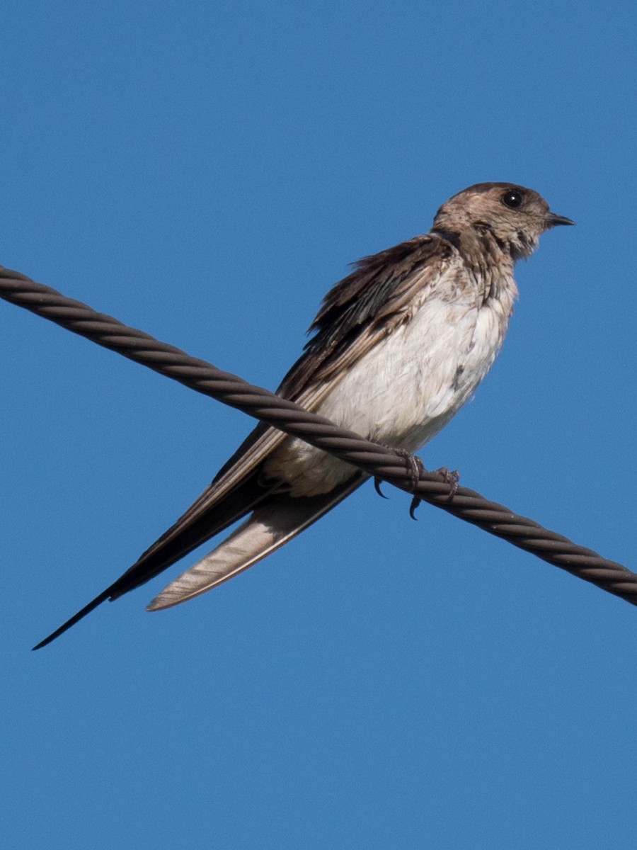 Red-rumped Swallow - ML144139321