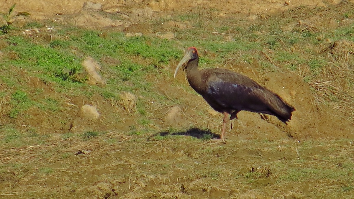 Red-naped Ibis - ML144139771