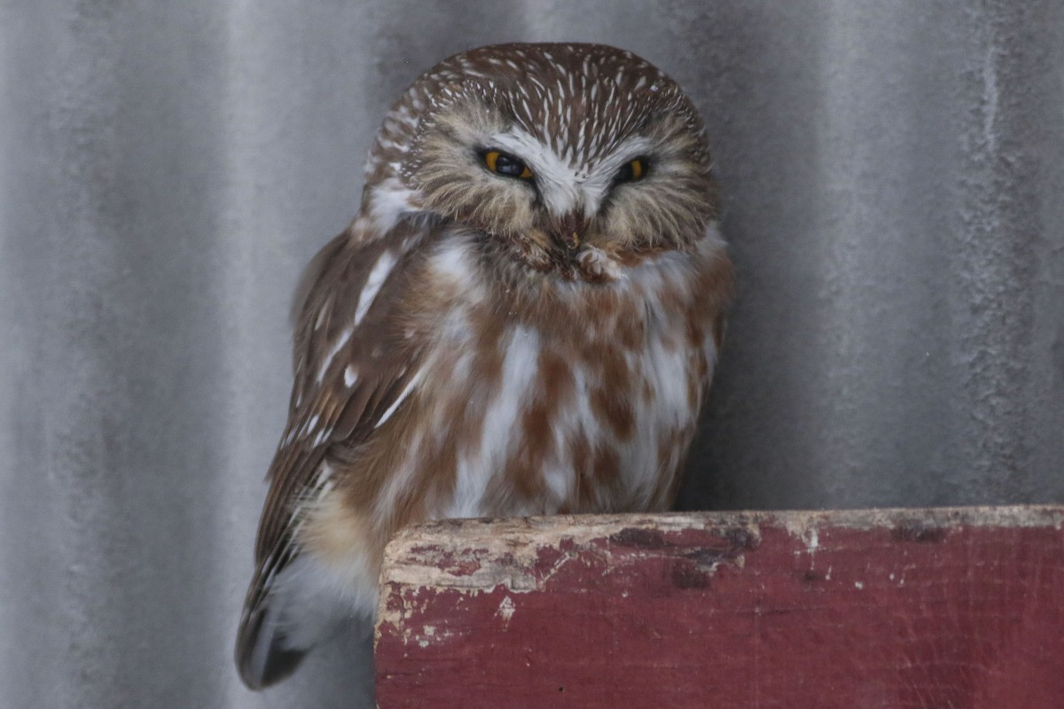 Northern Saw-whet Owl - Charmaine Anderson