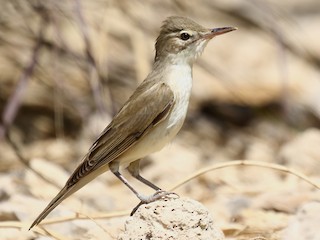  - Basra Reed Warbler