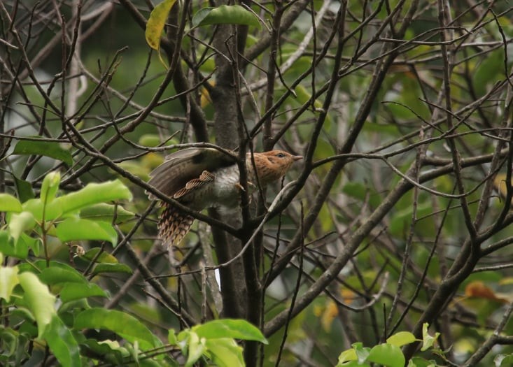 Cuco Varioloso (sepulcralis/everetti) - ML144145281