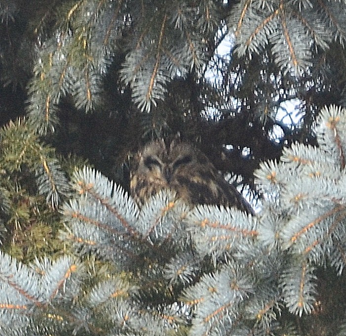 Short-eared Owl - ML144146581