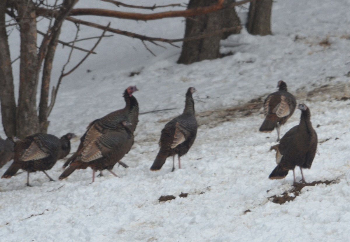 Wild Turkey - ML144146841