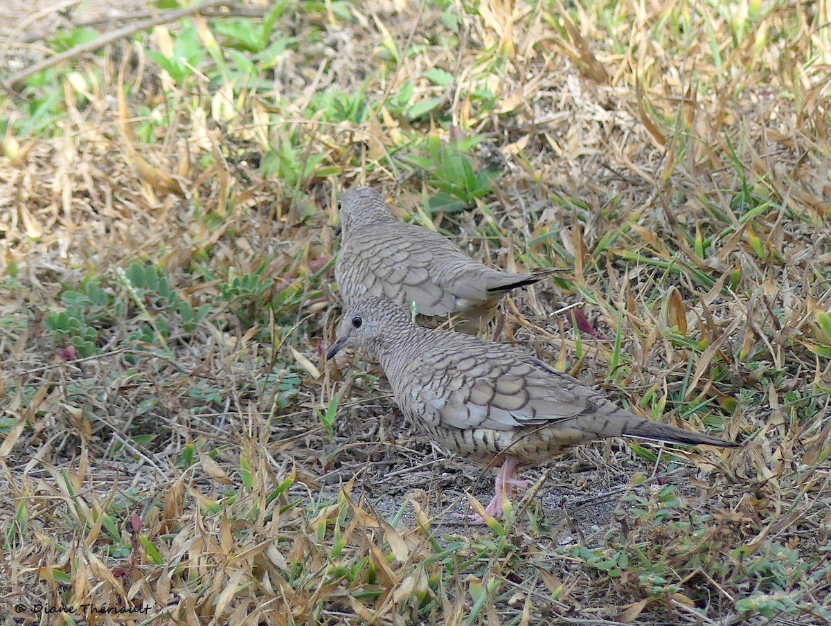 Inca Dove - Diane Thériault