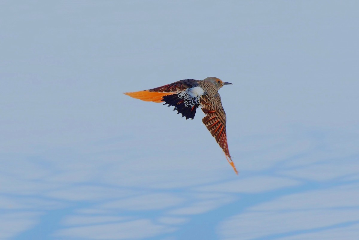 Northern Flicker (Yellow-shafted x Red-shafted) - ML144151701