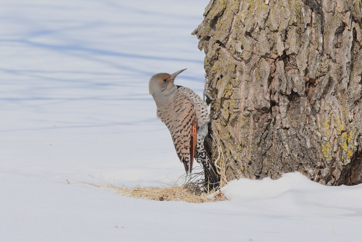 Northern Flicker (Yellow-shafted x Red-shafted) - ML144151731