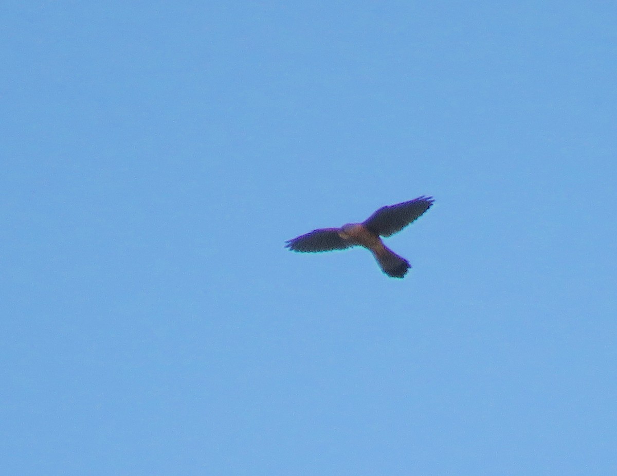 Eurasian Kestrel - ML144152851