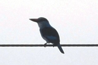 Blue-breasted Kingfisher - ML144155151