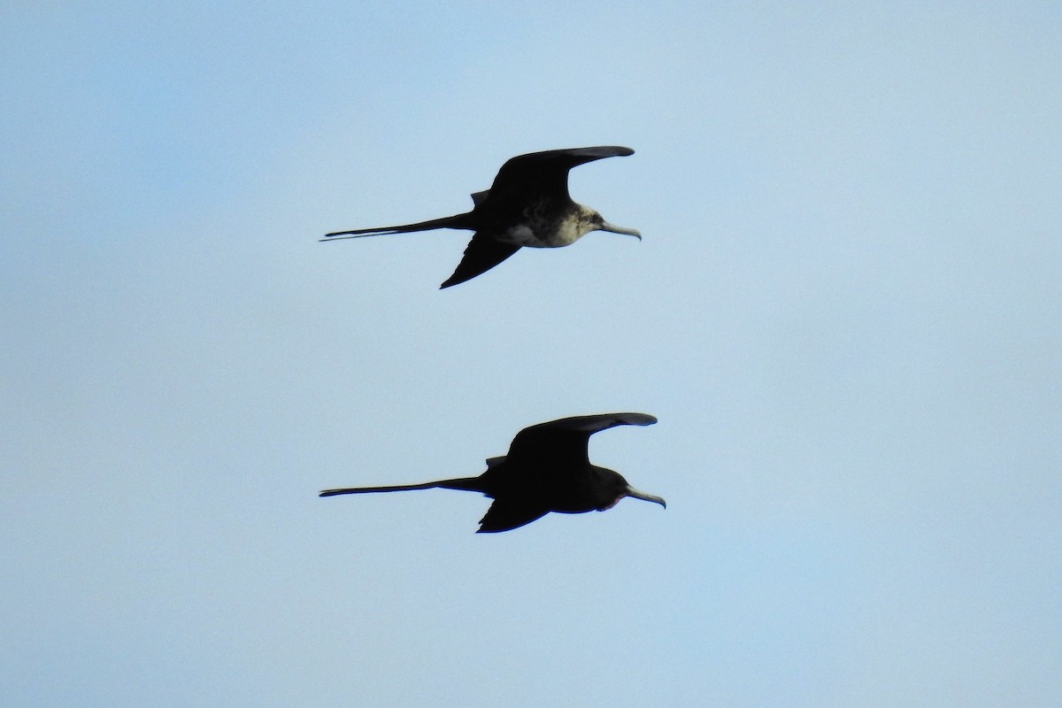 Magnificent Frigatebird - ML144156491