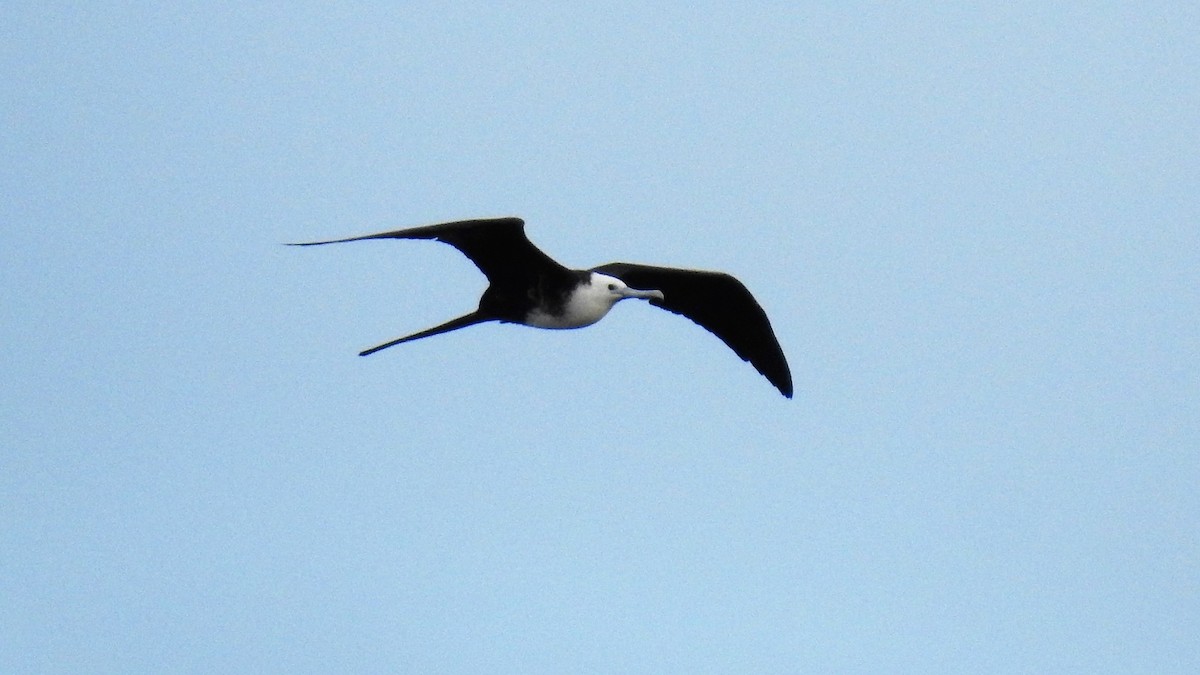 Magnificent Frigatebird - ML144156501