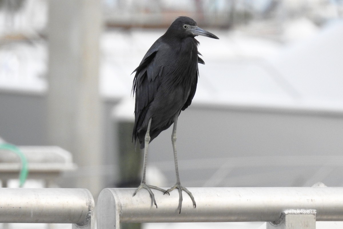 Little Blue Heron - ML144156551