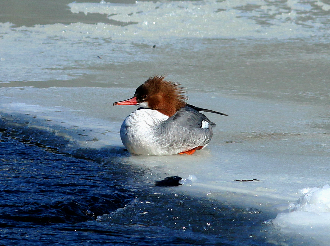 Common Merganser - ML144157531