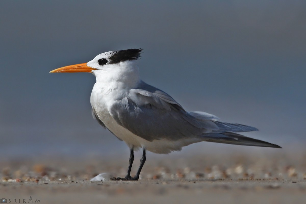 Lesser Crested Tern - ML144157631