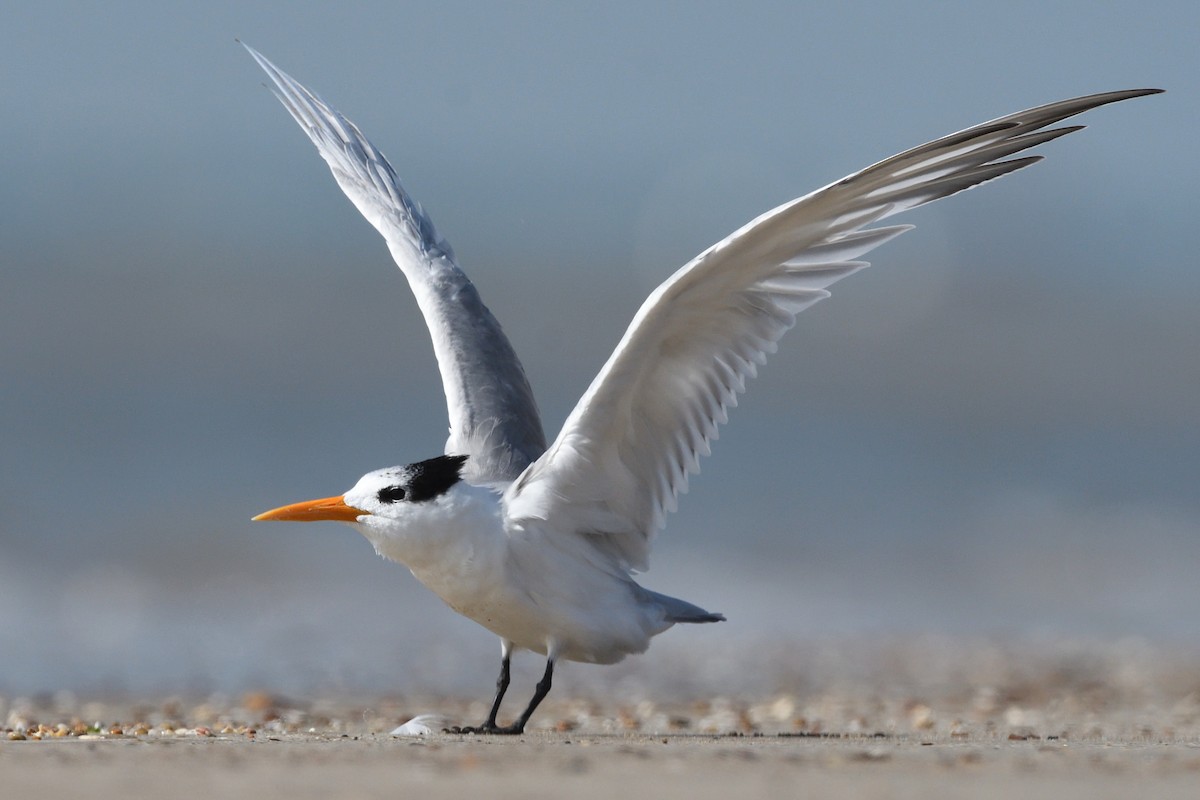 Lesser Crested Tern - Sriram Reddy