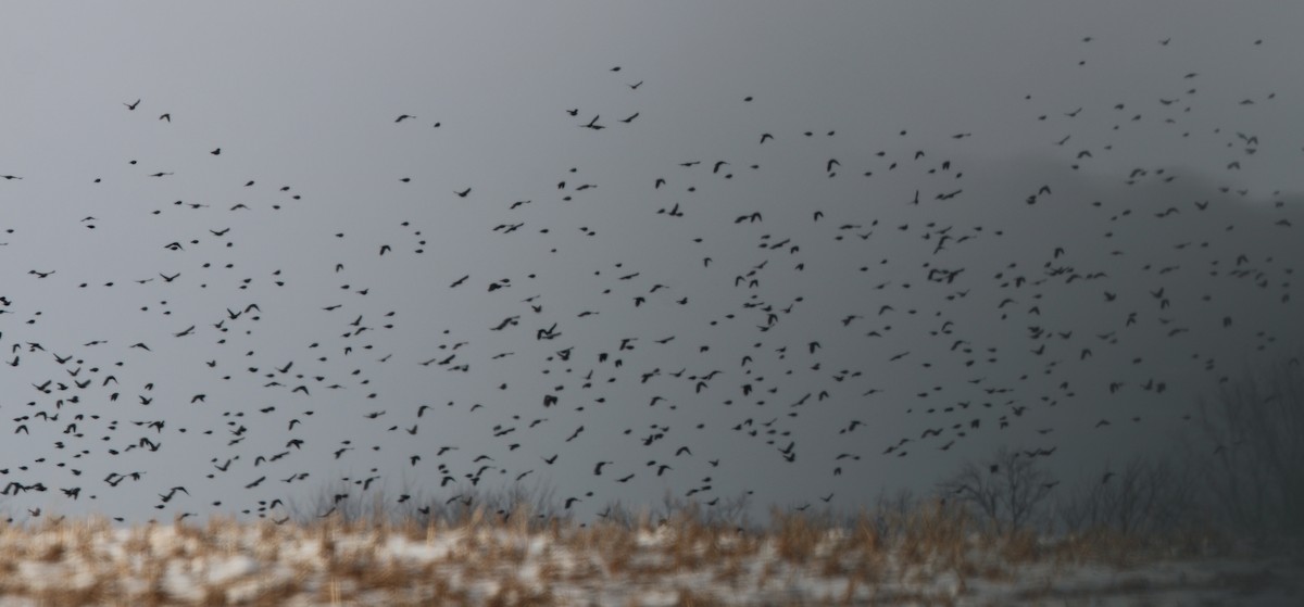 Red-winged Blackbird - ML144158311