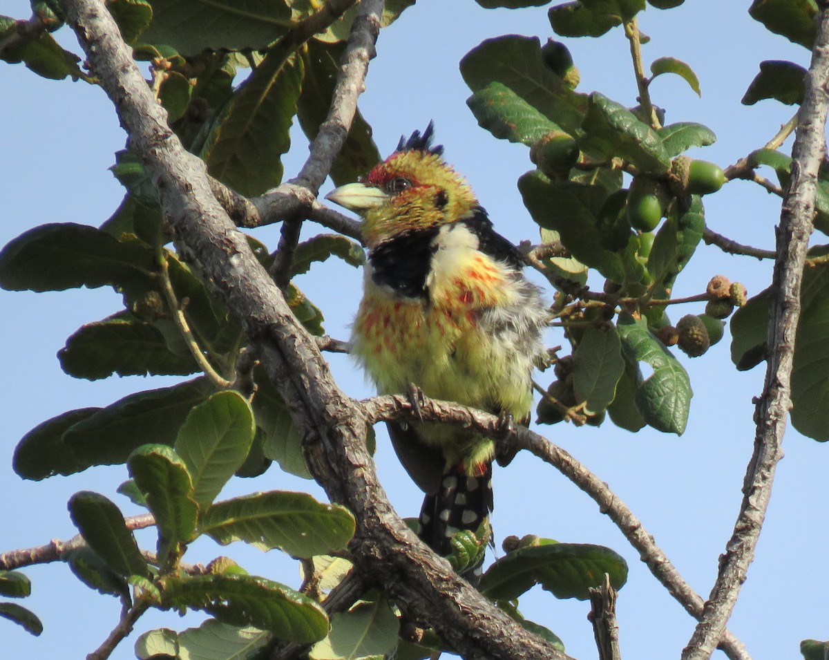 Crested Barbet - ML144159221