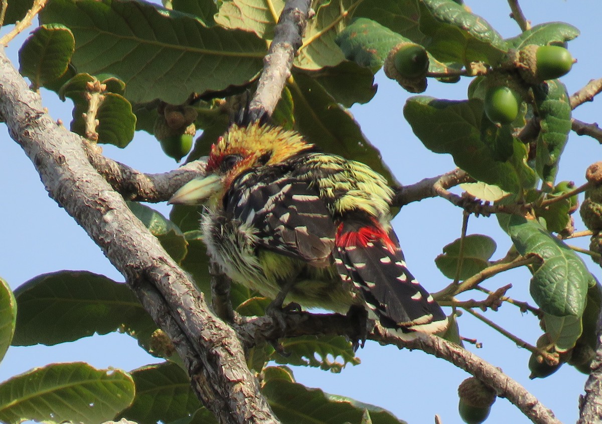 Crested Barbet - ML144159251