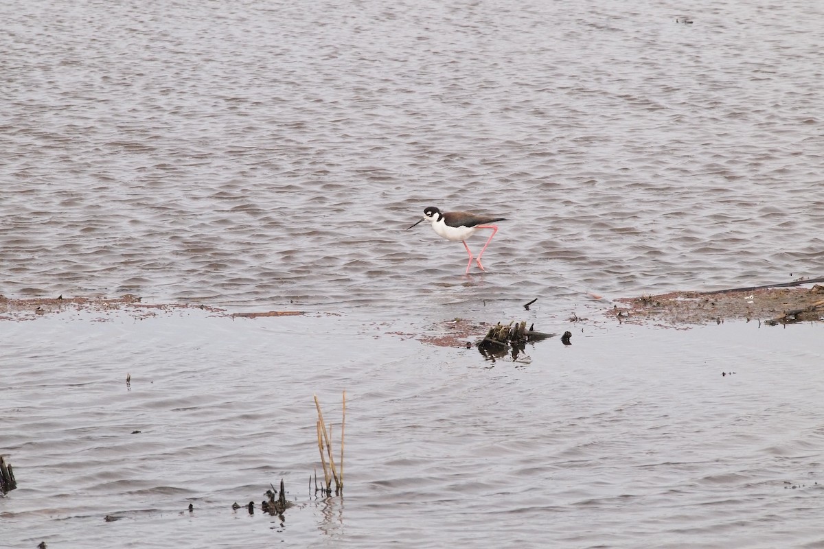 Black-necked Stilt - ML144160381