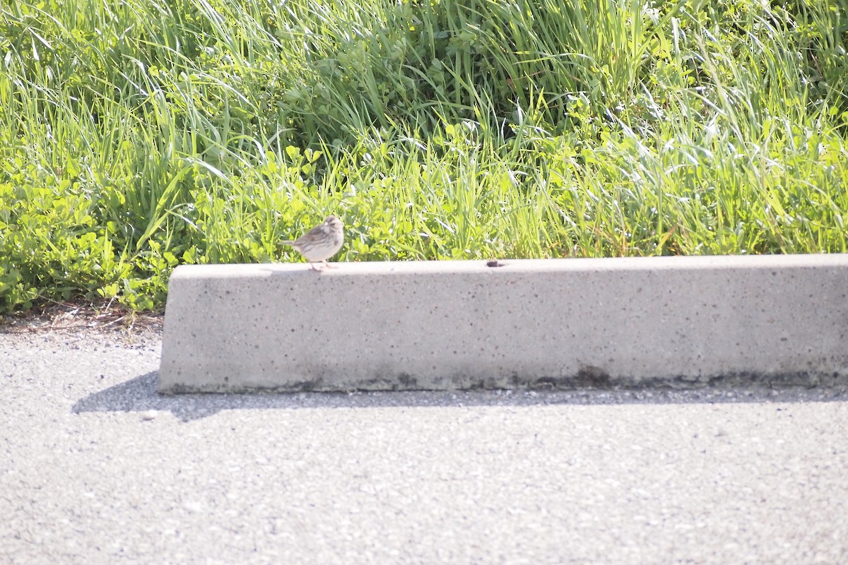 Savannah Sparrow - ML144161051