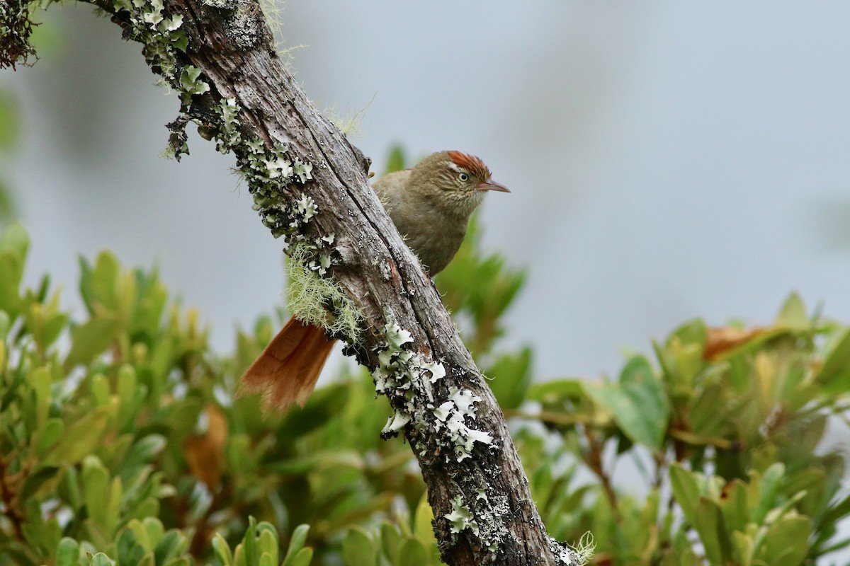 Streak-capped Spinetail - Edward  Brinkley