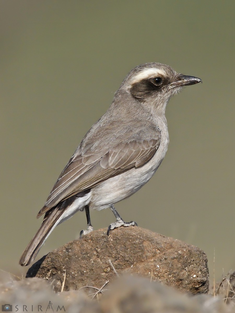 Common Woodshrike - ML144161351