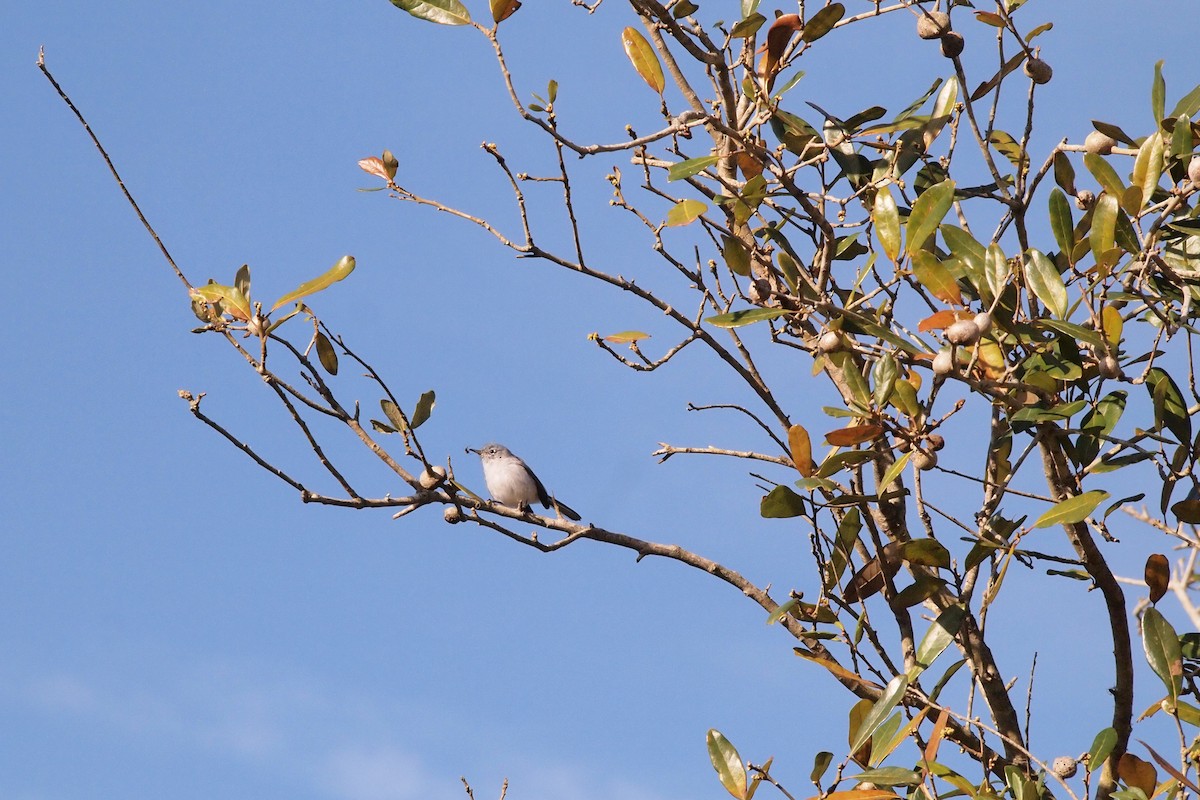 Gobemoucheron gris-bleu - ML144161711