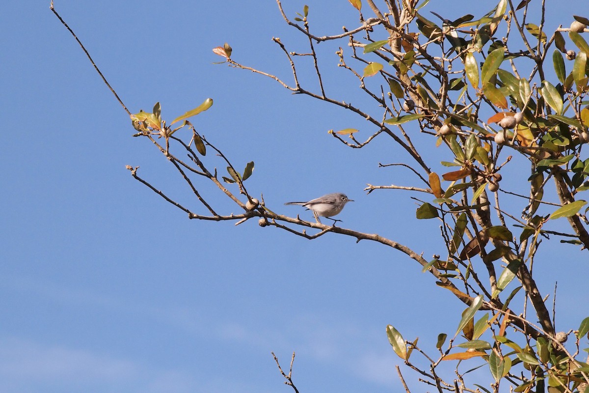 Blue-gray Gnatcatcher - Sylus Caswell