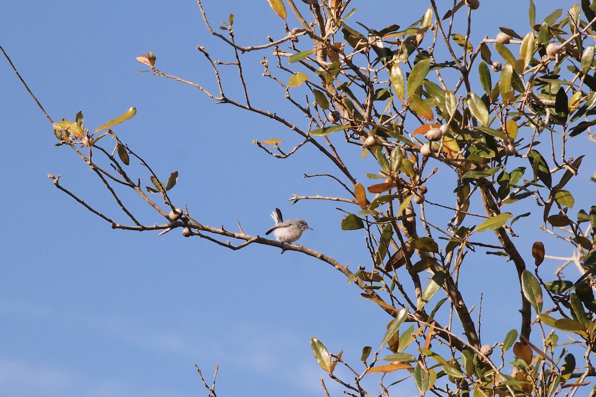 Blue-gray Gnatcatcher - ML144161731