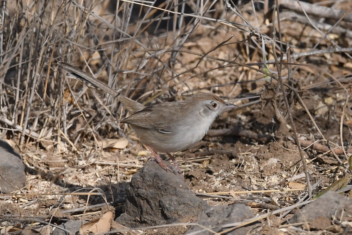 Rufous-fronted Prinia - Sriram Reddy