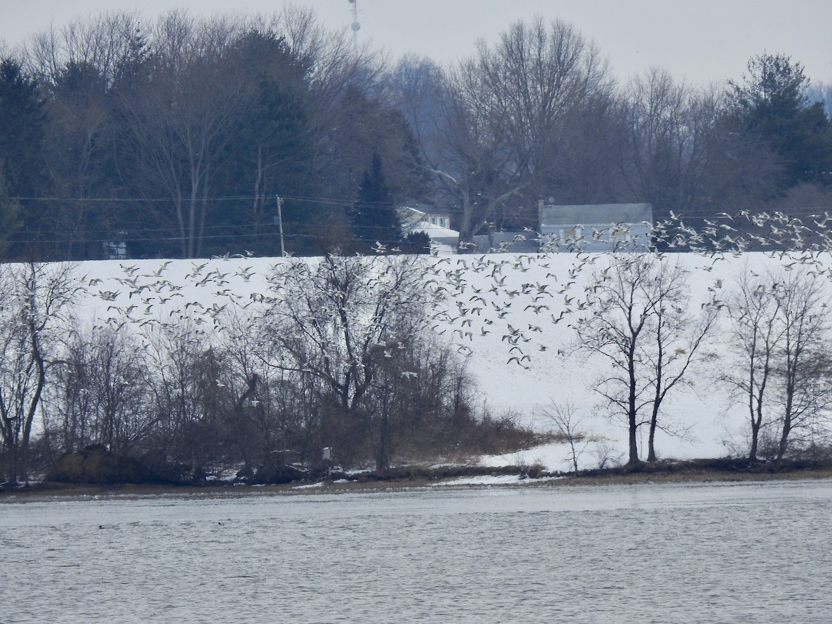 Ring-billed Gull - ML144162451