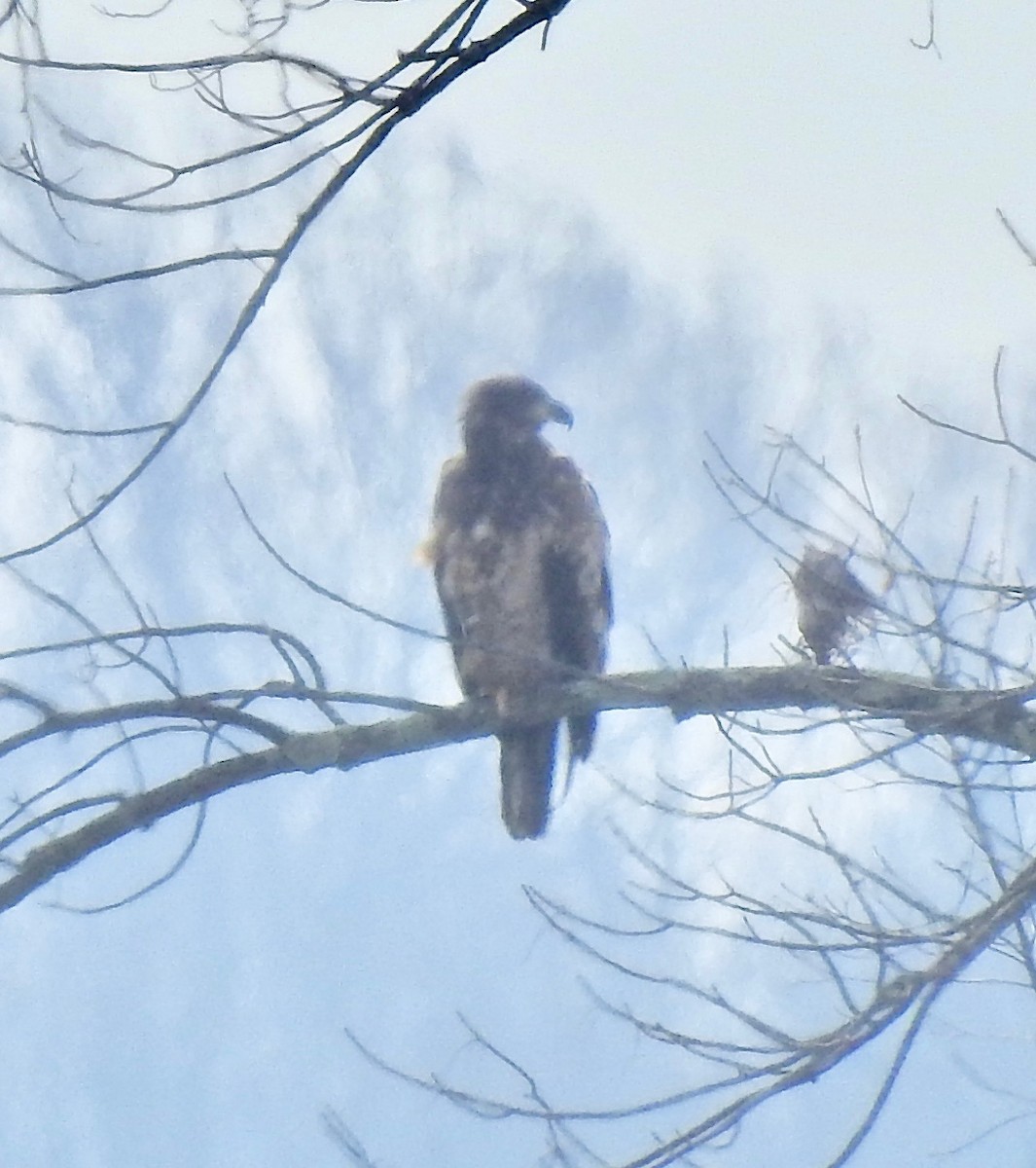 Bald Eagle - ML144162491