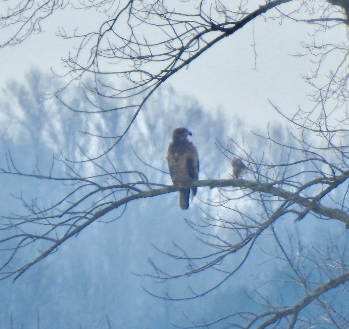 Bald Eagle - ML144162501