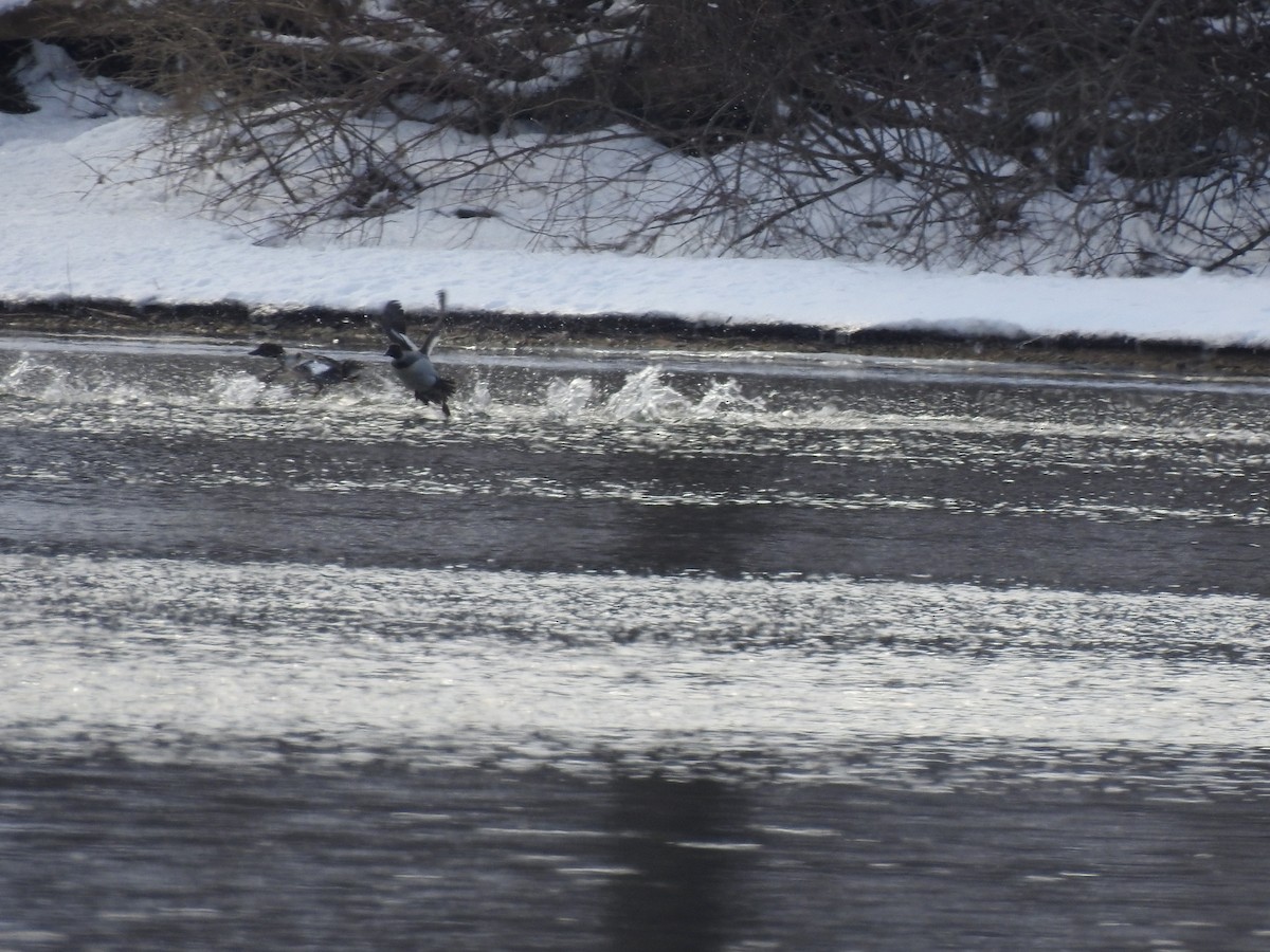 Common Goldeneye - ML144162811