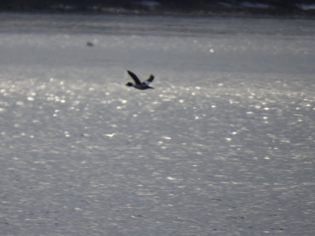 Common Goldeneye - ML144162961