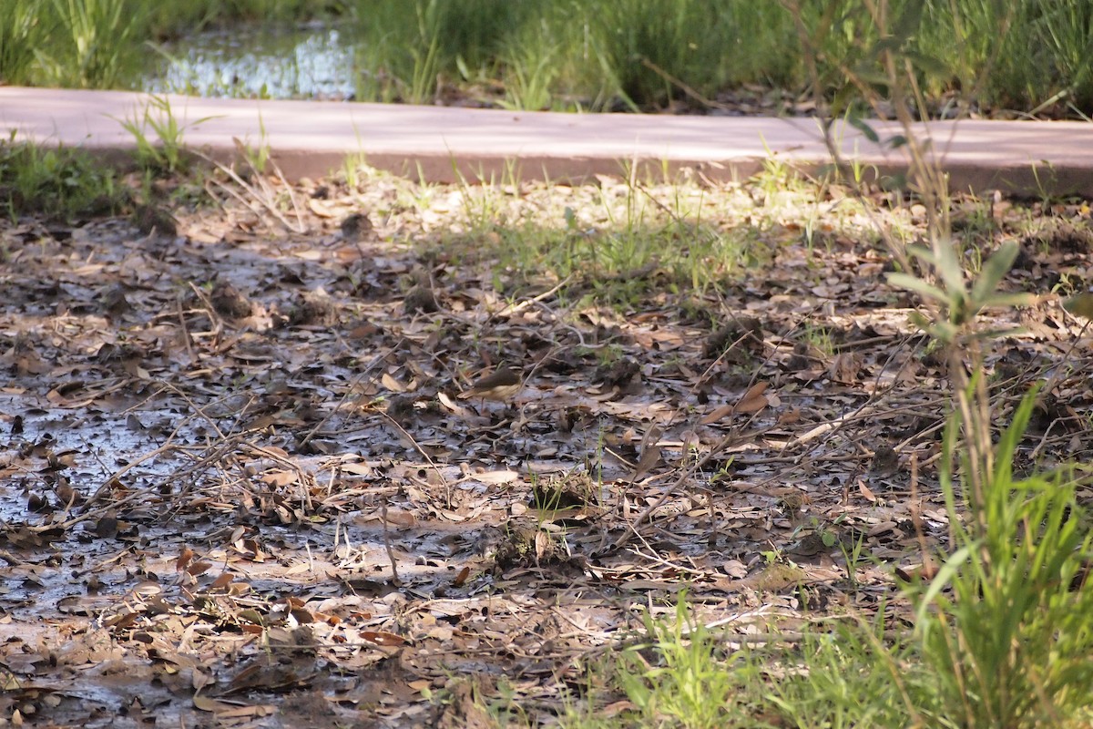 Louisiana Waterthrush - ML144162971