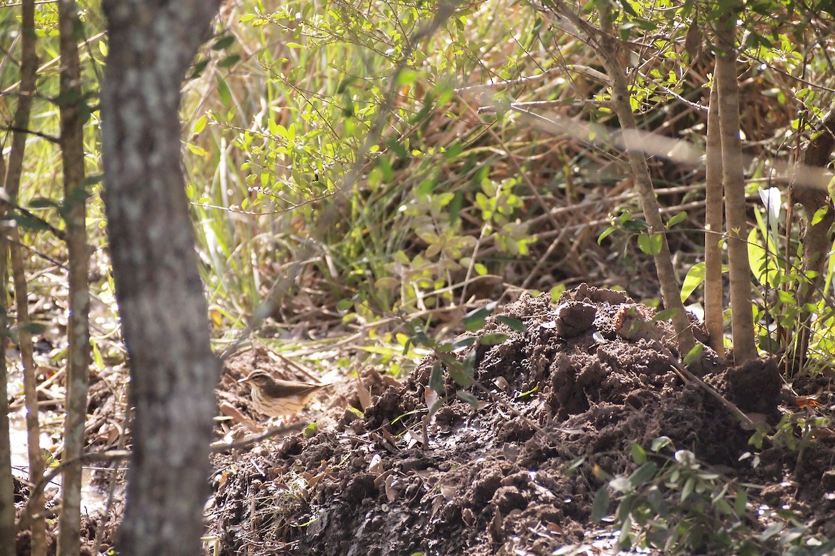 Louisiana Waterthrush - ML144163011