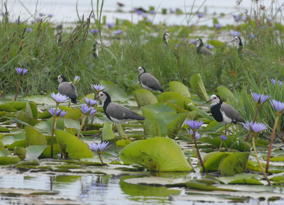 Long-toed Lapwing - Cathy Pasterczyk