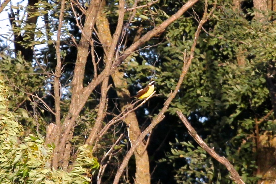 Great Kiskadee - ML144166451