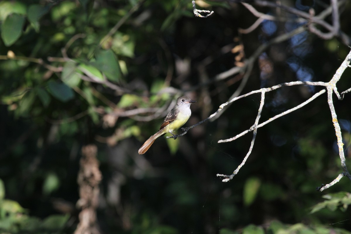 Great Crested Flycatcher - ML144166461