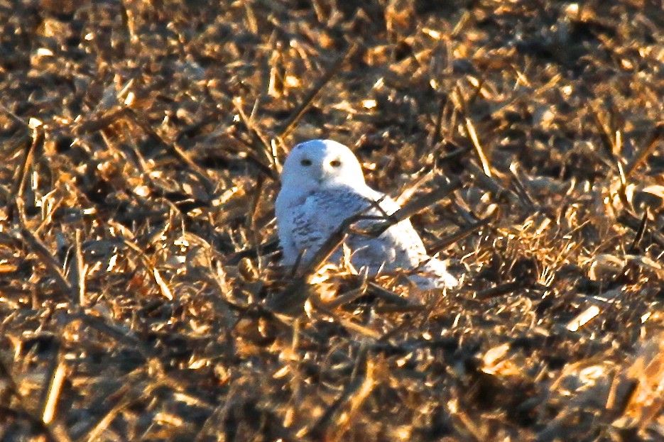 Snowy Owl - ML144166571