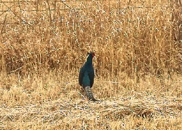 Ring-necked Pheasant - ML144166581