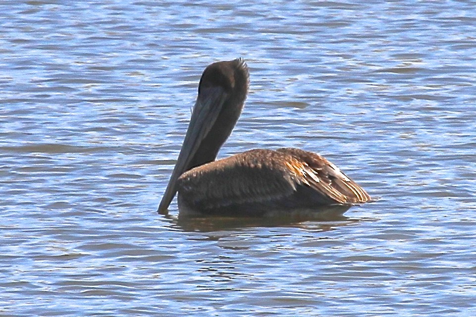 Brown Pelican - ML144166681