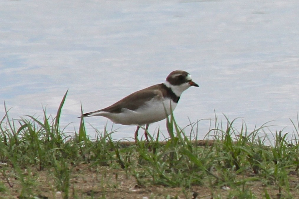 Semipalmated Plover - ML144166731