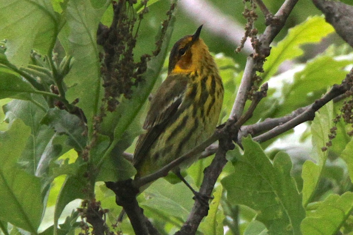 Cape May Warbler - ML144166771