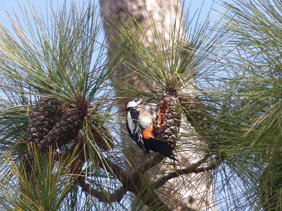 Great Spotted Woodpecker (Canarian) - ML144169191