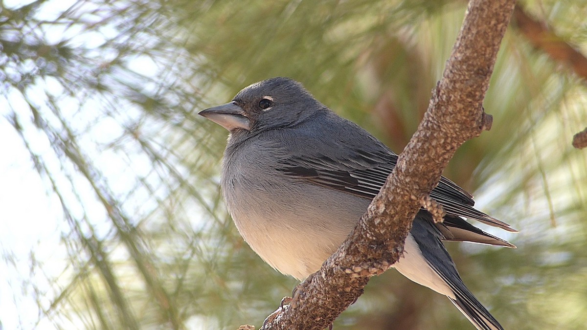 Tenerife Blue Chaffinch - ML144169241