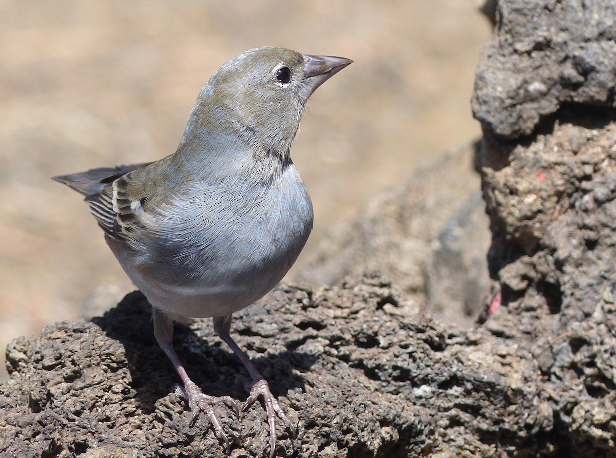 Tenerife Blue Chaffinch - ML144169281