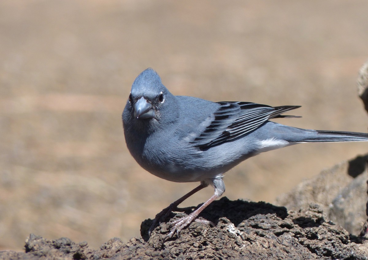 Tenerife Blue Chaffinch - ML144169321